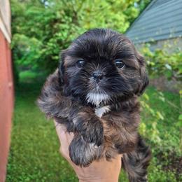 Shih Tzu and Yorkshire Terrier Puppies from Thorntons Fur Crew