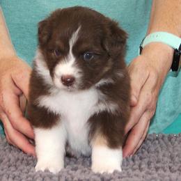 Harmony - Red tri-color female Australian Shepherd puppy in Marshall, Indiana from Larkwood Australian Shepherds
