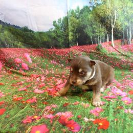 Alaskan Malamute Puppies from New River Valley Malamutes