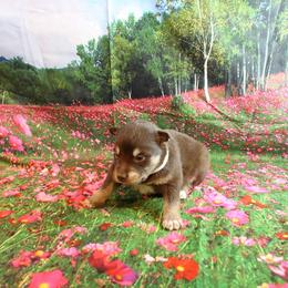 Alaskan Malamute Puppies from New River Valley Malamutes