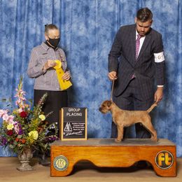 Border Terrier All Grown Up from Hardtack