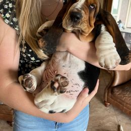 Basset Hound Puppies from Irish Acres Basset Hounds