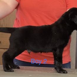 Labrador Retriever Puppies from R Little Retrievers