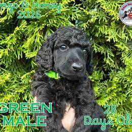 Boy 5 - Blue male Poodle puppy in Tullahoma, Tennessee from Urban Hero Poodles