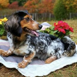 Bella - Dachshund