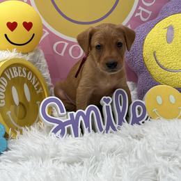 Maroon collar - Yellow male Labrador Retriever puppy in Heath Springs, South Carolina from Rich Hill Retrievers