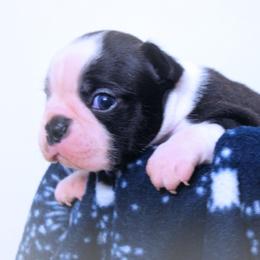 Baby Sonny - Black and white male Boston Terrier puppy in Kingsport, Tennessee from Sleepwalker Bostons