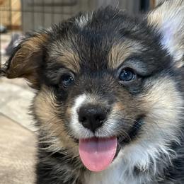 Pembroke Welsh Corgis from M Bar 2 corgis
