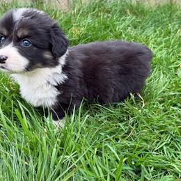 Thumper- Full Fluff - Black and tan male Pembroke Welsh Corgi puppy in Aberdeen, Washington from Coastal country Farms