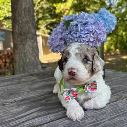 Crinkle - Parti male Goldendoodle puppy in Camden, North Carolina from Oopsie Doodles of NC