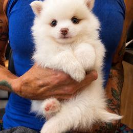 Buzz - Cream parti male Pomeranian puppy in Mc Henry, Illinois from Pomeranians