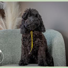 Burns - Black male Cockapoo puppy in Connersville, Indiana from Deaz Doodle Ranch