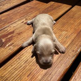 Dolly - Cream female Dachshund puppy in Hawley, Texas from Foxy’s Dachshunds & Toy Aussies