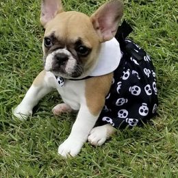 French Bulldogs from Jen's Fabulous Frenchies