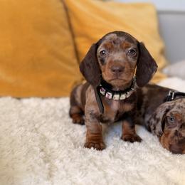 Barbie - Dapple female Dachshund puppy in Calexico, California from The house of Dachshund