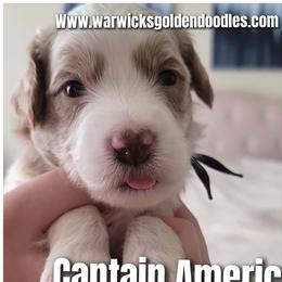 Captain America Dark Blue Collar - Parti male Goldendoodle puppy in Fort Worth, Texas from Stacy Warwick