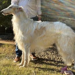 Anton - White male Borzoi puppy in Marysville, California from Justart Borzoi