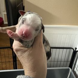 Morpheus - Green Collar - Miniature Australian Shepherd puppy from Indigo River Toy & Mini Aussies