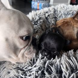 French Bulldog Puppies from Rockstar Kennel
