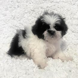 AKC Loco - Black and white male Shih Tzu puppy in Greenville, South Carolina from Babyface Shih Tzu