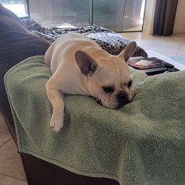 Lelo - French Bulldog