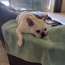 Lelo - French Bulldog