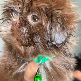 Gus - Chocolate male Shih Tzu puppy in Azusa, California from RJ Shih Tzu lover