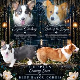 Pembroke Welsh Corgi puppies from Bleu Bayou Corgis