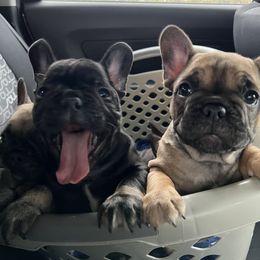 Hippo - French Bulldog puppy in Columbia, South Carolina from Stratton Kennel