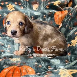 Red Dapple Female Longhair - Red female Dachshund puppy in Cleveland, Tennessee from Kelly's Doxie Farm
