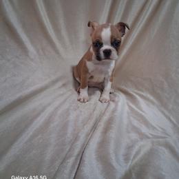 Sushi - Seal and white female Boston Terrier puppy in Catawba, North Carolina from Lil Wiggles Boston Terriers