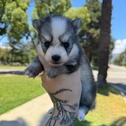 Wrangler - Gray and white male Pomsky puppy in La Verne, California from Red Cedar Pomskies