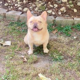 Johnny - French Bulldog