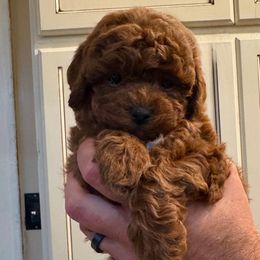 Girl 3 - Red  female Poodle puppy in Henefer, Utah from Mountain Valley Poodles