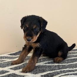Chewy - Black and tan male Airedale Terrier puppy in Huntersville, North Carolina from Cool Hand Luke Kennels