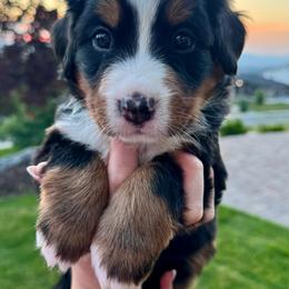 Bernese Mountain Dog Puppies from Cocos Puppy Tales