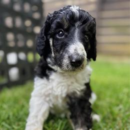 Thorne - Burgundy Collar - Black male Poodle puppy in Monroe, North Carolina from The Klepper Homestead