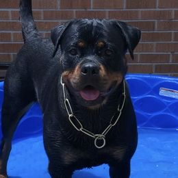 Rottweilers from Colorado Premiere Rottweilers