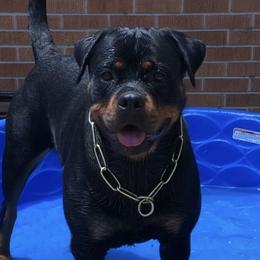 Rottweilers from Colorado Premiere Rottweilers