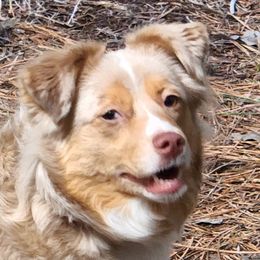 Kiana - Miniature American Shepherd