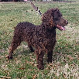 Rosie - Boykin Spaniel