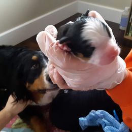 Bernese Mountain Dog Puppies from Bernese Mountain Railway