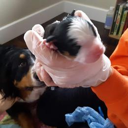 Bernese Mountain Dog Puppies from Bernese Mountain Railway