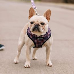 Hermione - French Bulldog