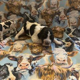Angus - Black white and tan male English Springer Spaniel puppy in Braidwood, Illinois from A & R Springers