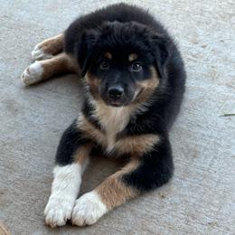 Lacey - Black tri-color female Australian Shepherd puppy in Wichita Falls, Texas from Spotted Mule Aussies