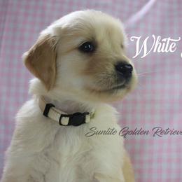 White collar girl - Golden female Golden Retriever puppy in Otis Orchards, Washington from Sunlite Golden Retrievers