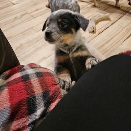 Ara - Blue speckled female Australian Cattle Dog puppy in Sneedville, Tennessee from JoAnn's Australian Cattle Dogs