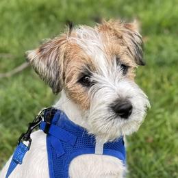 Page x Yanko Boy 2 - White and tan male Russell Terrier puppy in Sunnyvale, California from Elite AKC Show Russell Terriers