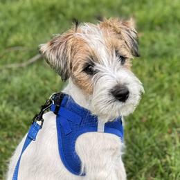 Page x Yanko Boy 2 - White and tan male Russell Terrier puppy in Sunnyvale, California from Elite AKC Show Russell Terriers